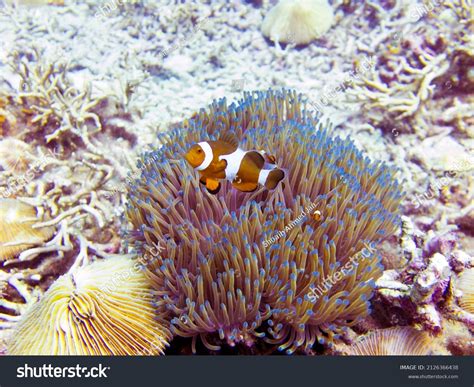  Clownfish: A Marvelous Display of Symbiosis and Territorial Defense!