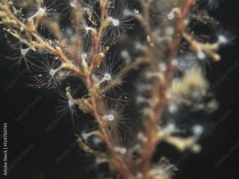  Eudendrium This fascinating colonial hydroid boasts mesmerizing fluorescent tentacles that illuminate its marine environment like tiny underwater fireworks!