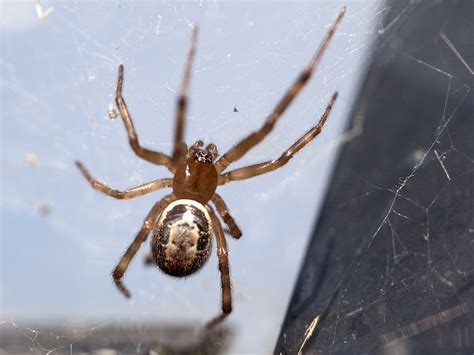  False Widow Spiders: Masters of Disguise With Legs That Could Rival a Gymnast!