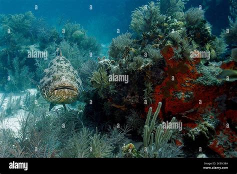  Giant Grouper: An Ambush Predator Lurking Within Vibrant Coral Reefs!