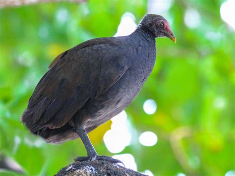  Megapode A Tiny Marine Powerhouse With Exquisite Hair-Like Structures!