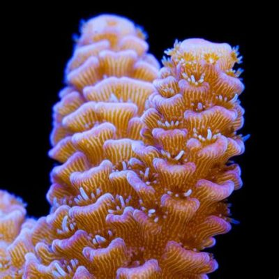  Millepora Millepora: Can This Stunning Colonial Creature Really Be Considered Living Stone?