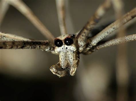 Ogre-Faced Spider: This Fascinating Arachnid With Its Fierce Appearance and Enigmatic Behavior Will Leave You Mesmerized!