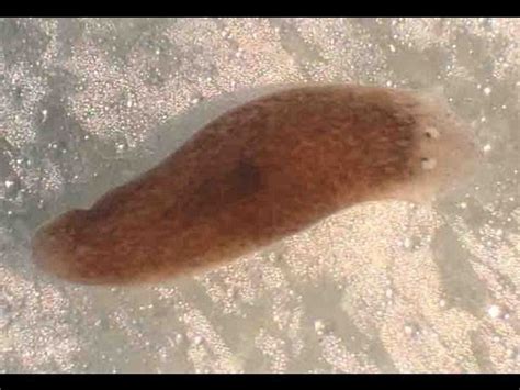  Otoplana! A Free-Living Flatworm That Embraces Regeneration as Its Superpower