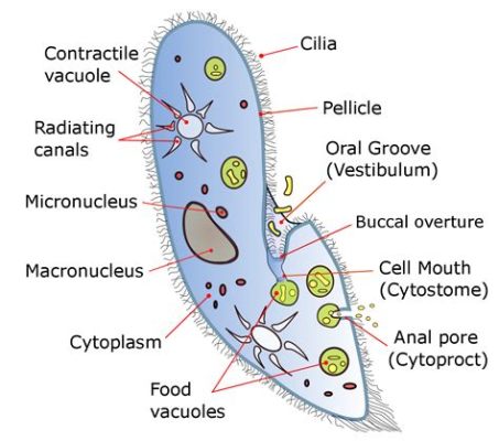  Paramecium: Can These Tiny Beasties Really Be Considered Masters of Movement with Their Remarkable Ciliated Locomotion?