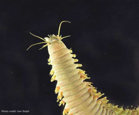  Pile Worm: An Amazing Deep-Sea Dweller Known for Its Exquisite Segmentation!