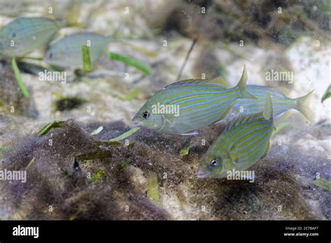  Pinfish! A Tiny Terror With a Surprisingly Complex Social Structure