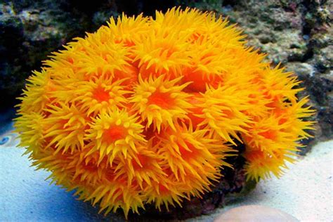  Sun Coral: A Magnificent Miniature Reef-Builder That Thrives On Sunlight