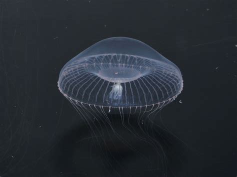  Umbrella Jellyfish: Are You Prepared For Its Transparent Elegance?