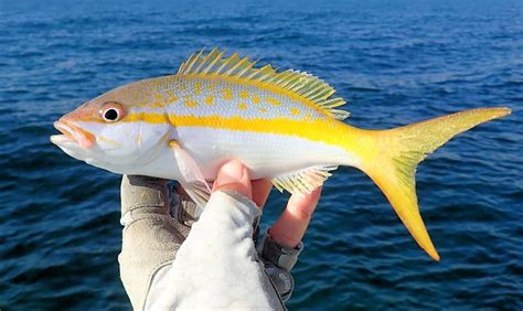  Yellowtail Snapper: This Feisty Fish with Striking Spots Lives in Warm Coastal Waters