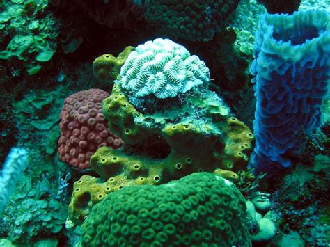  Aaptos! A Sponge That Thrives on the Ocean Floor