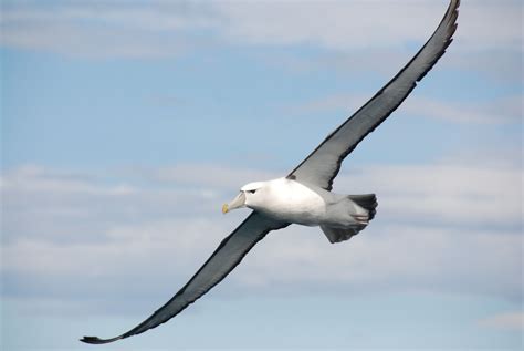 Albatross! A Majestic Seabird With Wings Spanning Across Entire Continents!