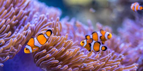 Anemones! Colorful Sea Creatures Living Secret Lives In Underwater Flower Gardens