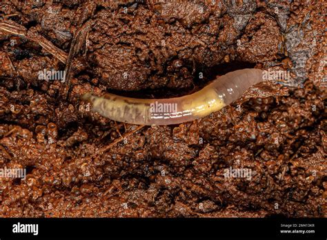  Atherton Millipede: A Tiny Earthworm Mimic With a Thirst for Decay!