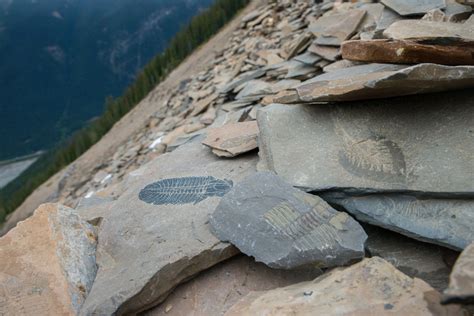  Burgess Shale Ciliate! Unveiling the Mystery Behind This Microscopic Marvel with Hair-like Structures