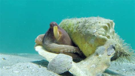  Conch! A Master of Camouflage With an Unexpectedly Social Side