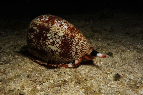 Conus! A Snail with a Venomous Sting That Can Paralyze Prey