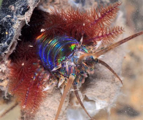 Deep-Sea Dweller Dwelling in Darkness: Exploring the Mystifying World of the Diopatra Lineata!