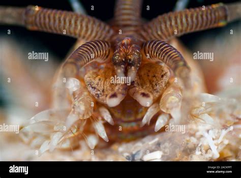 Diopatra! A Tiny Worm Embracing the Seashore While Sporting a Voracious Appetite for Anything That Crawls