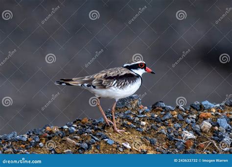 Dotterel! A Striking Bird With Exquisite Plumage That Makes You Think It Walks on Stilts and Dances Gracefully in Snowy Landscapes!