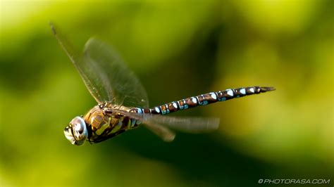 Dragonflies! Those Winged Jewels That Hover Like Miniature Helicopters, Dazzling Us with Their Aerial Prowess