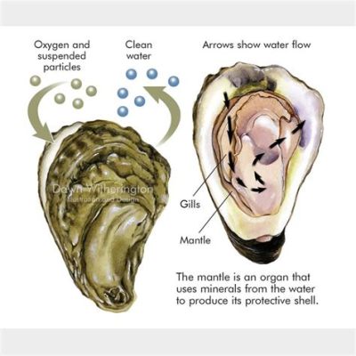  Eastern Oyster: Dive Deep into a World of Filter Feeding and Shell-Shocking Adaptability!