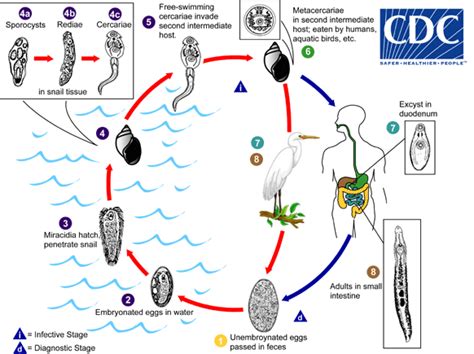  Echinostomiasis: This Fluke Doesn't Play by the Rules When It Comes To Finding Its Way Home!