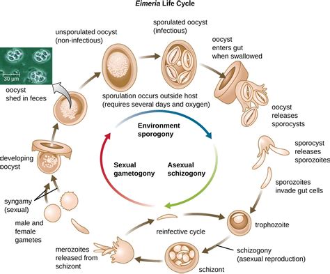 Eimeria! Understanding This Microscopic Parasite With a Surprisingly Complex Lifecycle