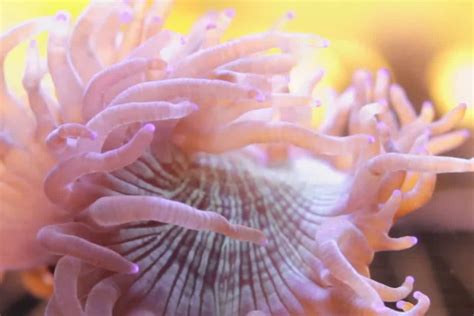 Elegance in Tentacles: Discover the Stunning Beauty and Feeding Frenzy of an Elegance Coral!