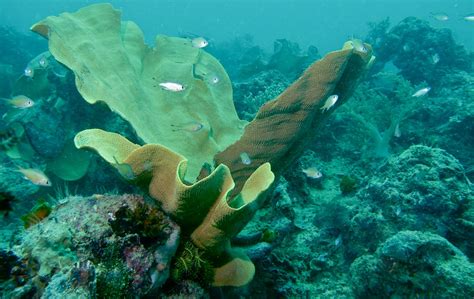  Elephant Ear Sponge! An Underwater Marvel That Lives on Sunlight and Patience