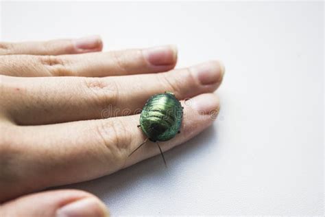  Emerald Cockroach: Unveiling the Shimmering Beauty of a Nocturnal Navigator!