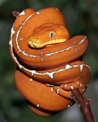  Emerald Tree Boa: This Magnificent Serpent Is Known for Both Its Stunning Beauty and Its Remarkable Adaptability!