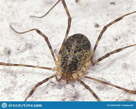 European Harvestman: This Eight-Legged Wonder Embodies Both Arachnid Agility and Nocturnal Stealth!