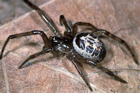  False Widow! Unveiling the Mystery Behind This Common House Guest