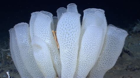 Fan Shell: Explore the Remarkable World of This Deep-Sea Sponge and its Astonishing Filter-Feeding Abilities!