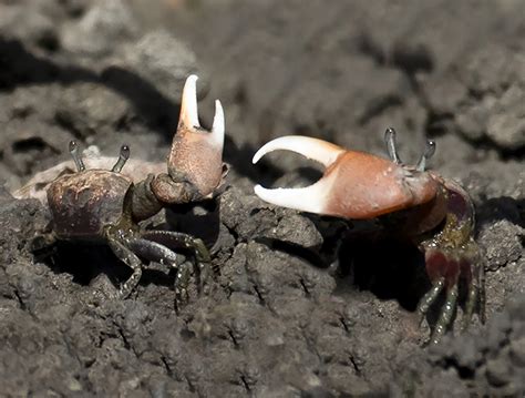 Fiddler Crab: A Master of Deception and Claw-Waving Choreography! This crustacean thrives in intertidal zones along coastlines, using its distinct oversized claw for both communication and attracting mates.