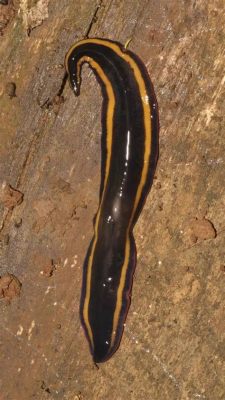  Free-Living Flatworm: A Tiny Terror with Incredible Regenerative Abilities!