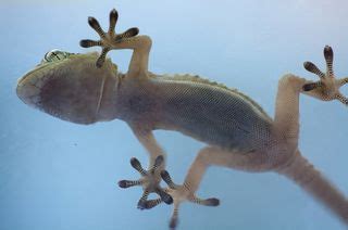 Gecko: Exploring the World of Tiny, Sticky Lizards With Amazing Regenerative Abilities!