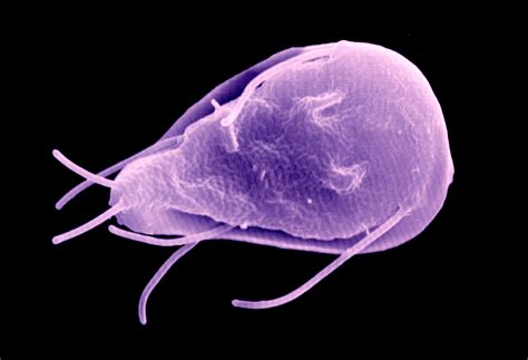 Giardia Lamblia: A Microscopic Menace Hiding in Plain Sight!