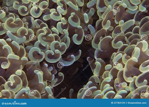  Hammer Coral! This Colorful Polyp Paradise Will Astonish You With Its Complex Underwater Architecture 