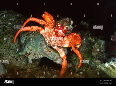  Hermit Crab: A Sheltering Scavenger Exploring Coastal Depths with Unwavering Determination! 