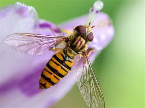 Hoverfly, a Tiny Jewel with Buzzing Wings Mimicking Bumblebees for Protection!