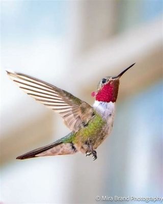  Hummingbird! A Tiny Aerial Acrobat Battling Gravity With Its Exquisite Wings