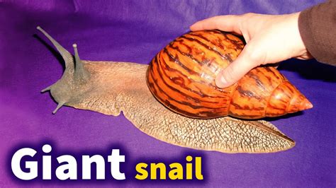 Iberus Giant: A Terrestrial Snail That'll Rock Your World With Its Shell-Shocking Designs!