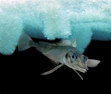 Icefish: A Deceptively Fragile Creature That Thrives in Icy Antarctic Depths!