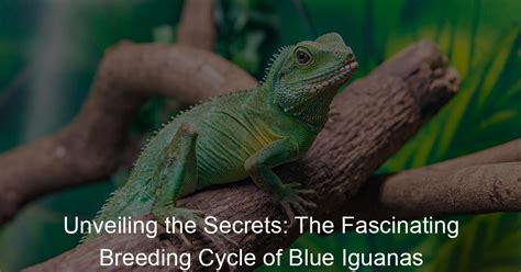  Iguana: Unveiling the Secrets of a Sun-Bathing Scaled Wonder with Ancient Roots!