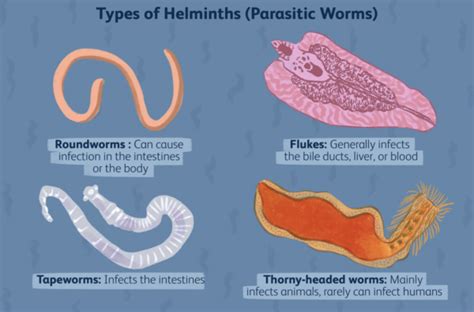 Indian Intestinal Fluke: An Unwelcome Guest with an Appetite for Discomfort! This parasitic flatworm, commonly found in South Asia, can cause significant health problems if ingested through contaminated water or food.