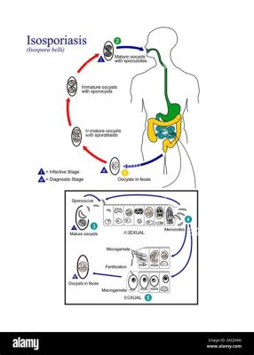  Isospora! This Tiny Parasite Packs A Punishing Punch When It Comes To Intestinal Infections