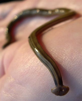  Jade Worms: A Curious Case of Marine Mystery Wrapped in a Silky Green Blanket!