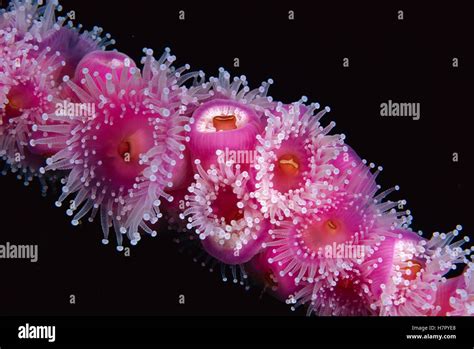  Jewel Anemone:  A Creature With Mesmerizing Tentacles That Glow Like Underwater Jewels!